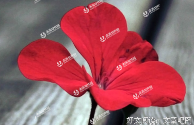 《推拿》小说书摘