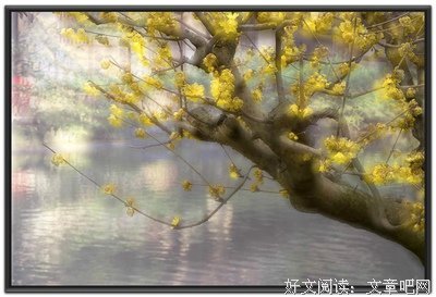 关于白落梅的句子