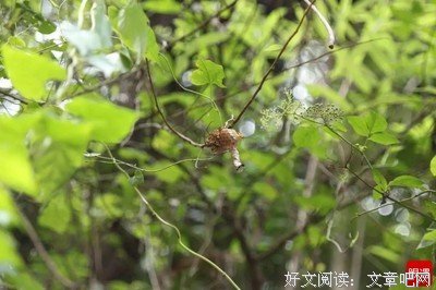 《网络》好段摘抄大全