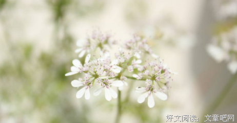 最新的《莲花》好段摘抄大全
