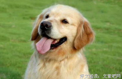 加入这个话题，你就有无数个舔狗了！