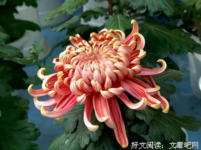 有关若荷清寒的名言