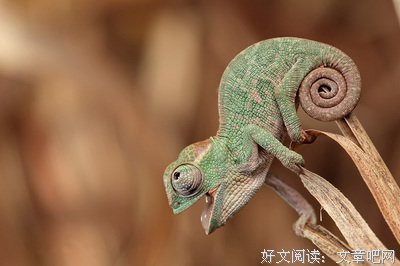 最全的《异兽志》好段摘抄大全