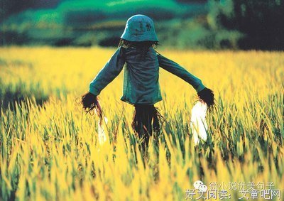 小说的优美句子