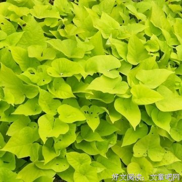 叶迷名言大全