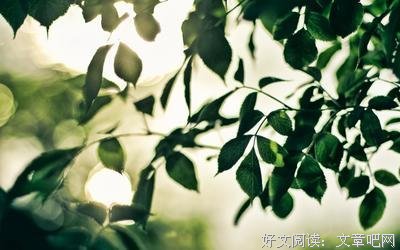 飞虫问答12丨愿心是重点！