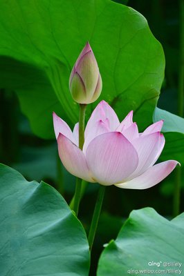 最新的《一醉经年》经典的句子大全