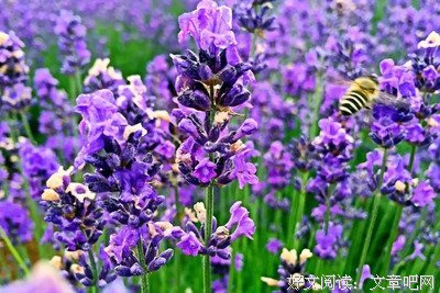最新的《哲学研究》经典语录