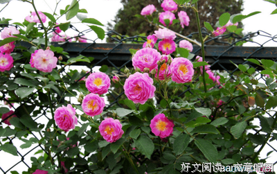 秦时明生道岁她好词好句