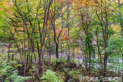 最新的小狮名言大全