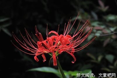 最新的《曼珠沙华》小说句子