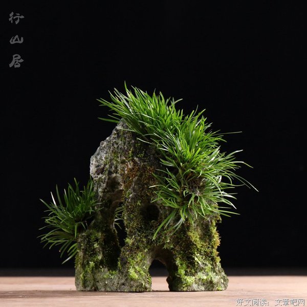 菖蒲精彩语录