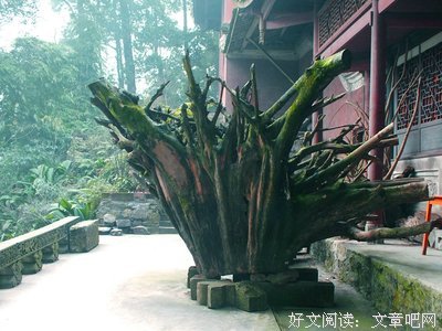 最全的《静心观照》经典名句