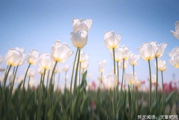 人间三月，唯春光与笑容不可辜负
