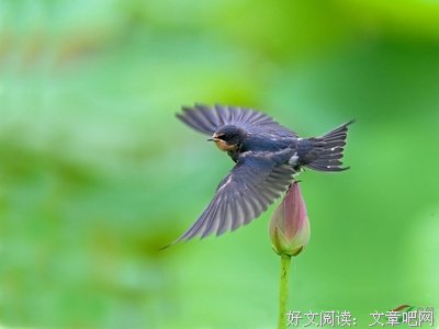 关于小燕子的名句摘抄