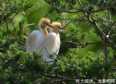 朵嘉浓蝉禅：旅行归来，相亲相爱