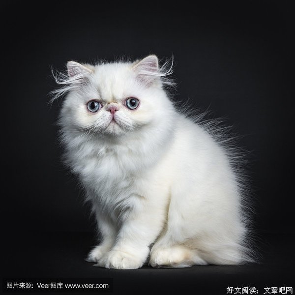描写孤立的语句摘抄