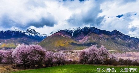 每一片桃花，都藏着一场春的花事