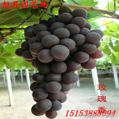所言句句属实