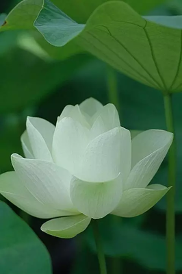 扰我清梦优美的句子