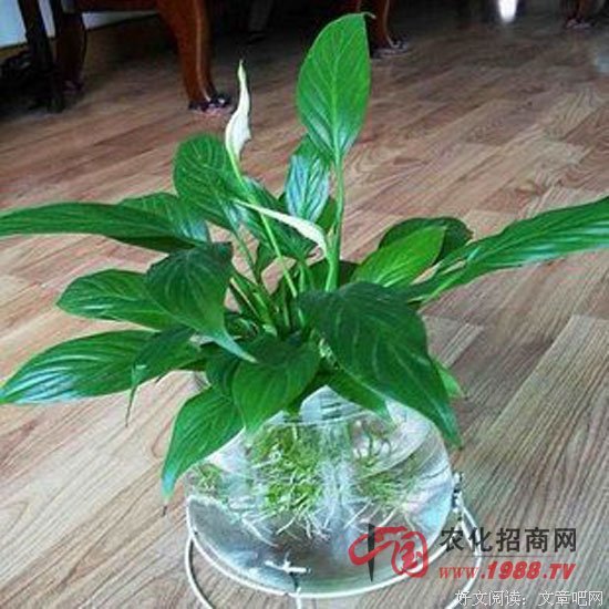 和中第到看还到看还变水种风和中第到看还得燦爛句子