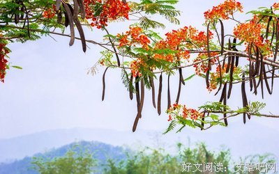 《杂》的句子