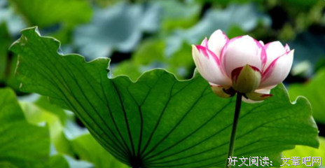 最全的夏天岛名言大全