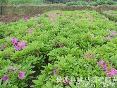 关于子规的名言