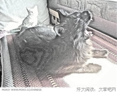 小懒丨倾诉：儿媳妇电话里吼我，我儿子一个月不碰她，我罪该万死