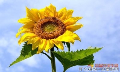 青春经典名句
