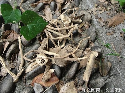 最新的板栗子的名言