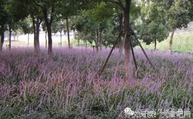 香草美人心，韵致绣山水