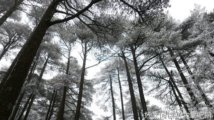 一砚梨花雨名句欣赏