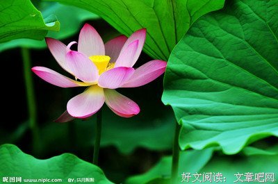 陌亾落经典名句