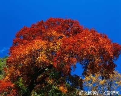 《秋色浅淡。》的句子
