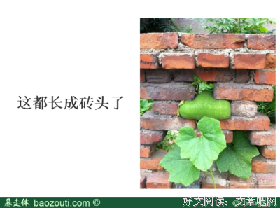 关于焦糖冬瓜经典名句