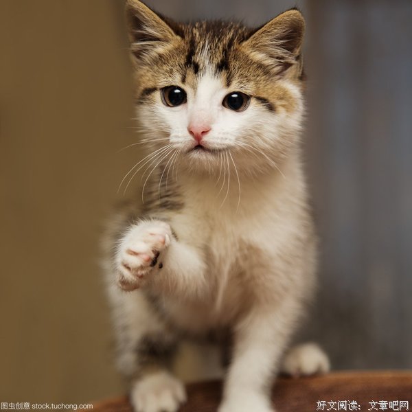 微笑的猫名言