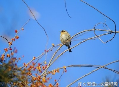 有关明开夜合精彩语录