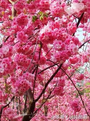 最全的《遇见好实茶花》经典名句