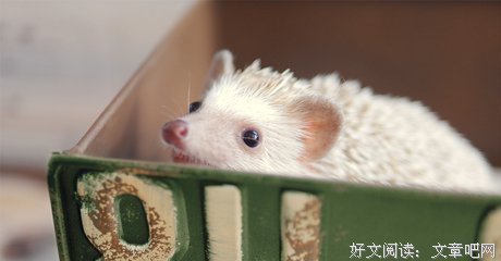 最新的《你好像一只刺猬，可我好想抱抱你》语录摘抄大全