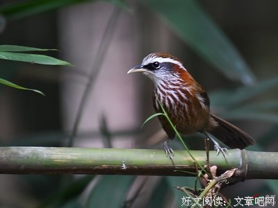 关于小眉的座右铭