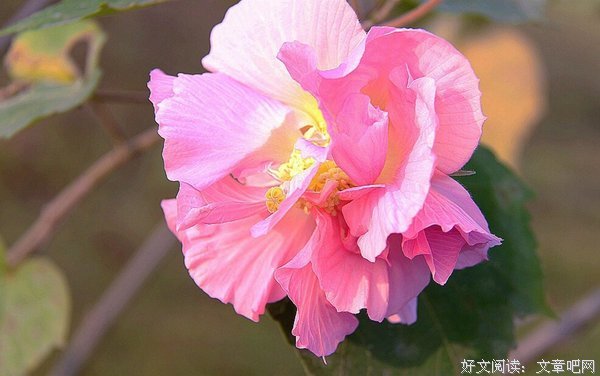 关于木芙蓉的唯美语录