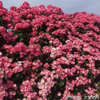 俏皮们出经典的句子