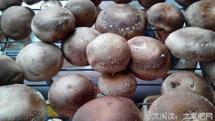 最全的《美食对子年生心》经典语录