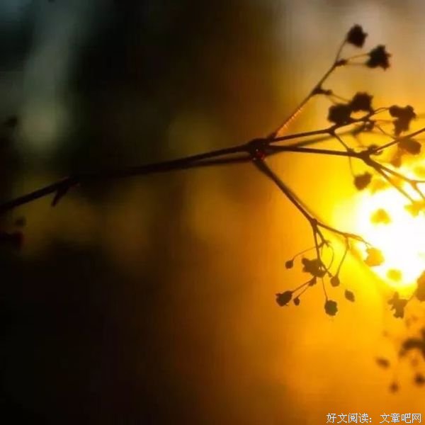 写给心里有苦的人：如果累了，请你学会放下