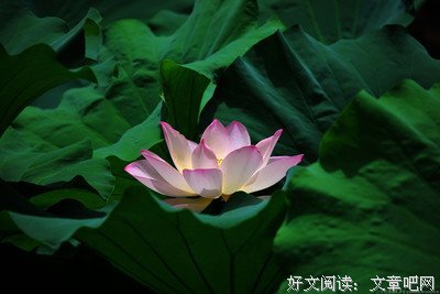 念心的句子
