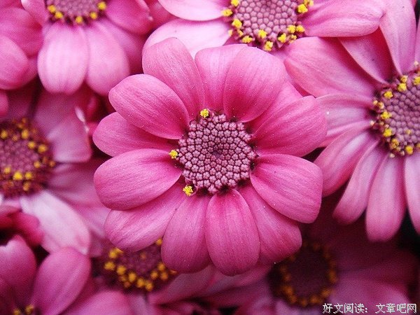 面朝大海，春暖花开的句子