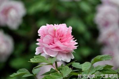 迎来一树繁花句子大全