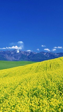 《情怀集》经典的句子