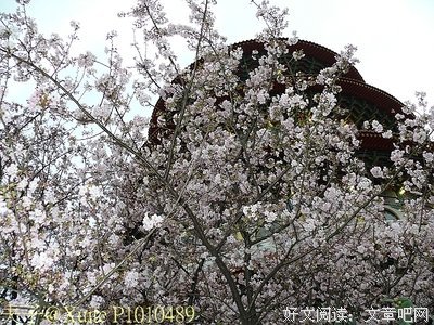 最新的《春樱亭圆紫和我系列》经典的句子